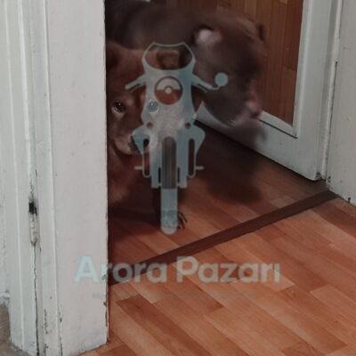 Burcu